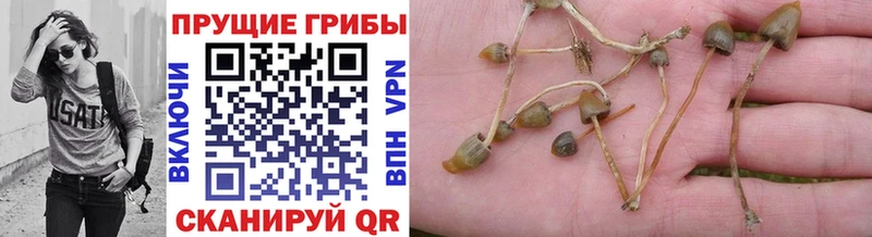 Псилоцибиновые грибы Cubensis  Лермонтов 